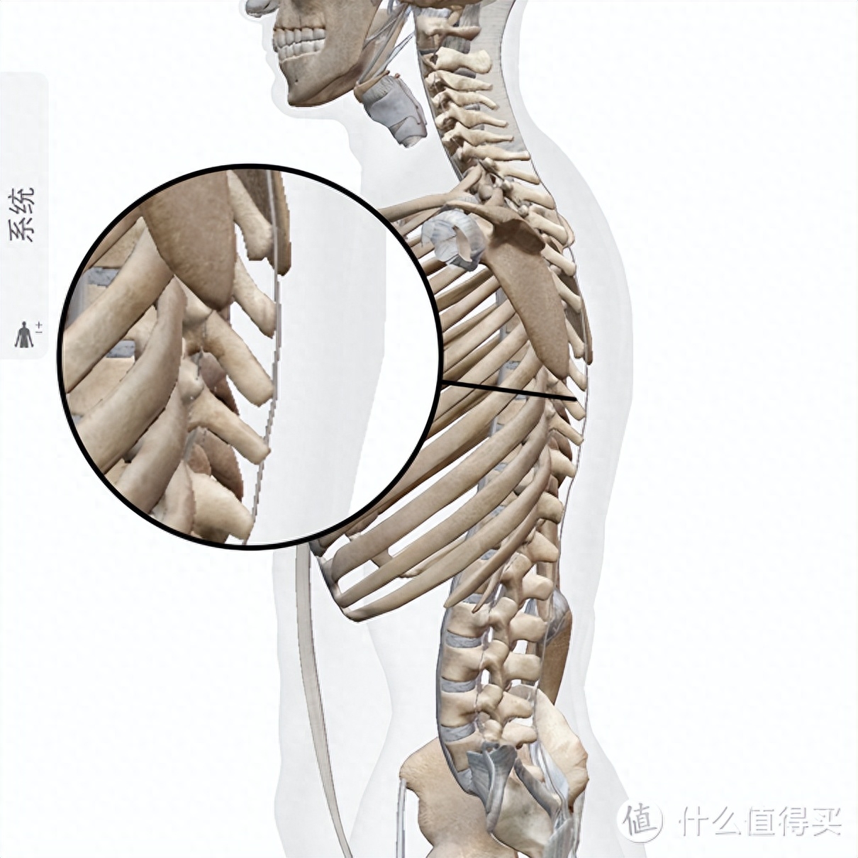 _腰部疼痛预防及康复训练_如何预防腰痛病的再次发生